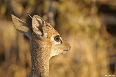 Dik dik.