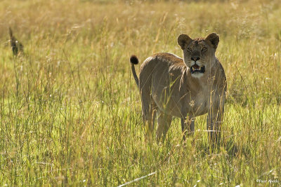 Lioness