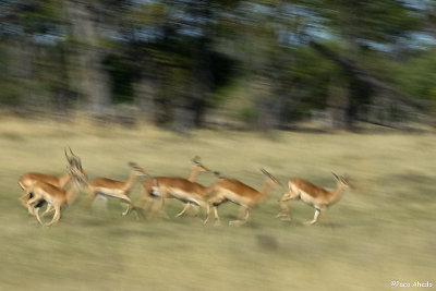 Running herd