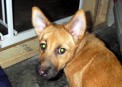 Linus adoption day 12 by 12