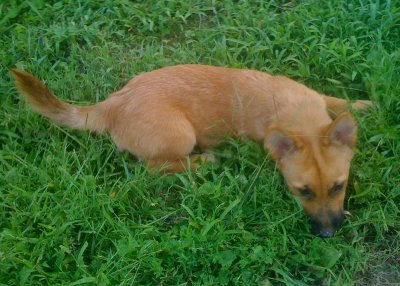 Fox/corgi mix maybe?