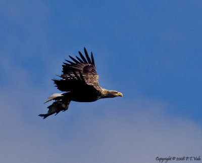White-tailed Eagle_2.jpg