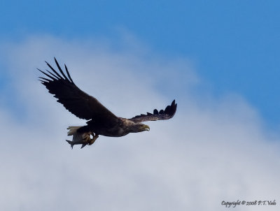 White-tailed Eagle_3.jpg