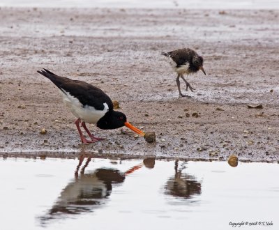 Oystercatcher_2.jpg
