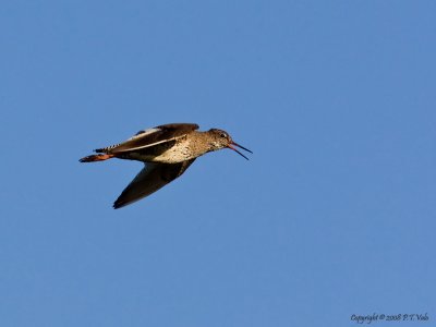 Redshank_12.jpg