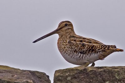 Snipe_1.jpg