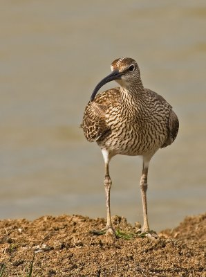 Whimbrel_3.jpg
