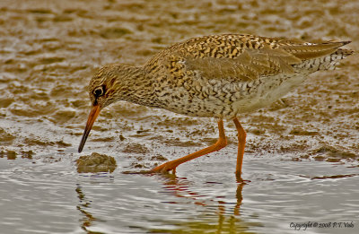 Redshank_1.jpg