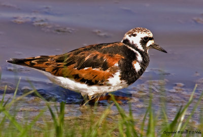 Turnstone_1.jpg