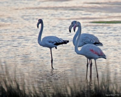 Flamingos_1.jpg
