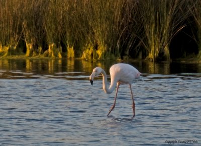 Flamingo_2.jpg