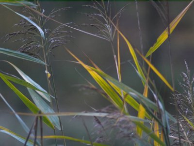 Leaf Of Grass.jpg