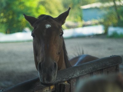 Horse.jpg