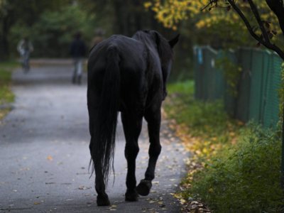 Lonely Horse.jpg