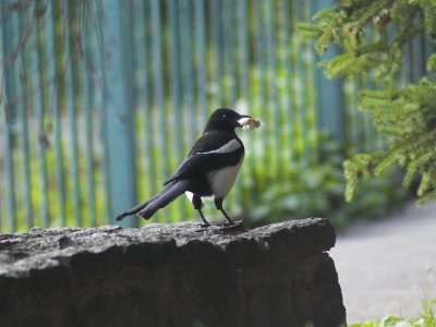 Magpie2.jpg
