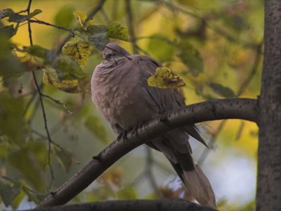 Pigeon.jpg