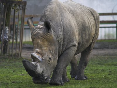 Rhino.jpg