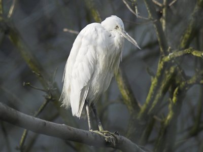 White Stork.jpg