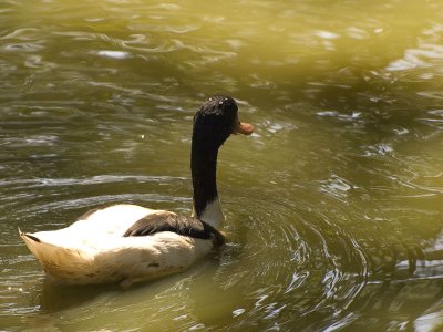 Duck.jpg