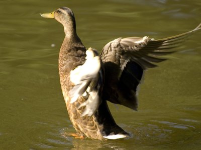Duck 2.jpg