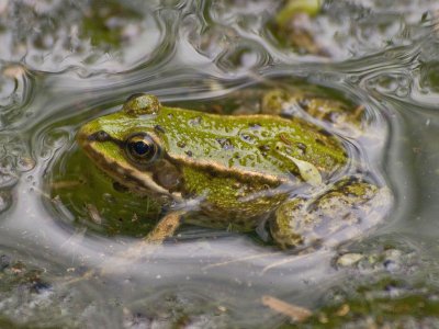 Frog.jpg