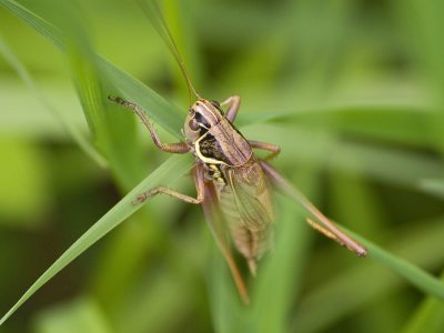 Insect.jpg