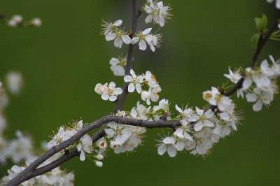 20080418-_IGP0024.jpg