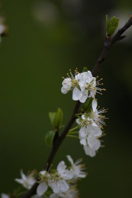 20080418-_IGP0026.jpg