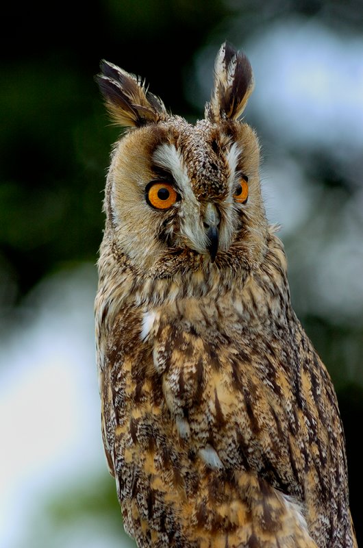 Long Eared Owl
