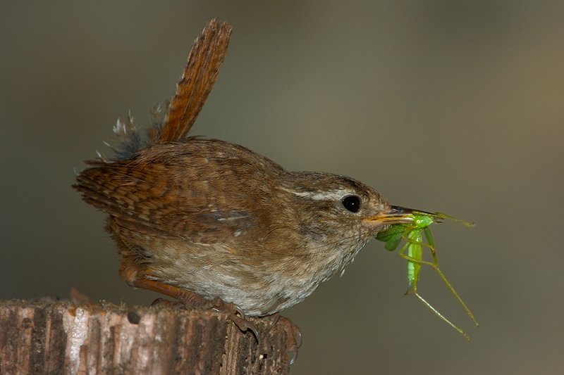 Wren