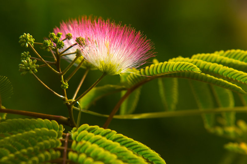 Pink Tree Flower