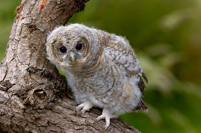 Tawny Owl Baby