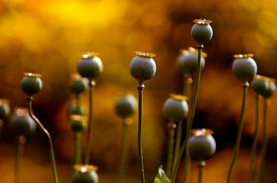 Bokeh Poppy