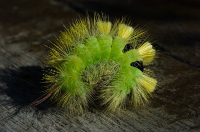 Dasychira Pudibunda Pale Tussock Moth Caterpillar