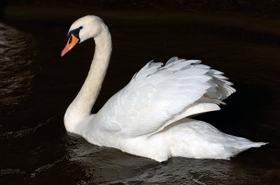 Ouse Swan at Stony Stratford