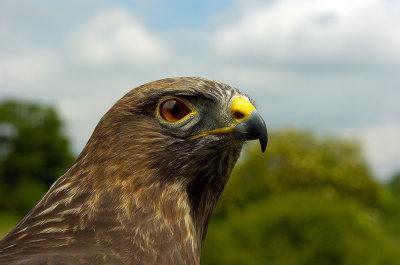 Buzzard Head