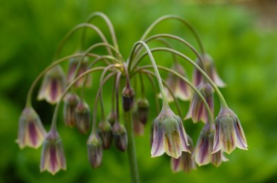 Floppy Allium