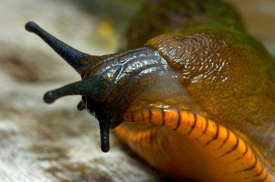 Rearing Slug
