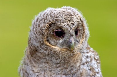Tawny Owl Baby