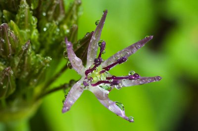 Wet Purple Allium Flower