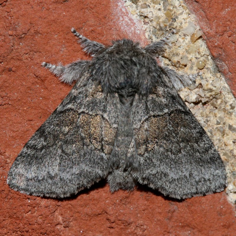 Hodges#7931 * Common Gluphisia * Gluphisia septentrionis