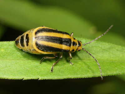 Genus Trirhabda