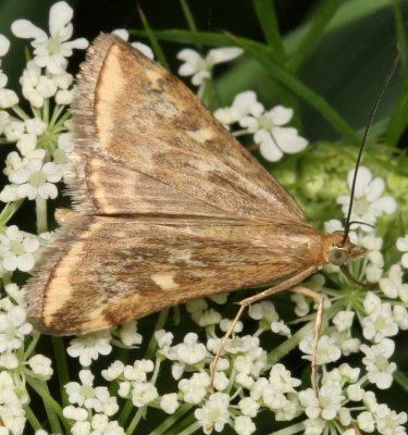 Hodges#5004 * Beet Webworm Moth * Loxostege munroealis