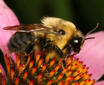 Bombus griseocollis ♂ * Brownbelted Bumble Bee