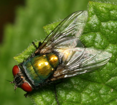 Lucilia sericata * Common Green Bottle Fly