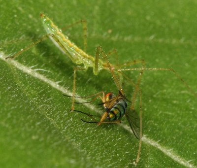 Longlegged Fly  (Condylostylus) preyed  on by Assasin Bug nymph (Zelus luridus)