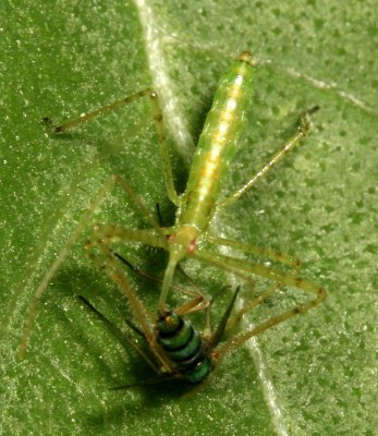 Assassin Bug nymph (Zelus luridus) preying on Long-Legged Fly  (Condylostylus)