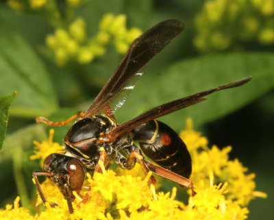 Northern Paper Wasp