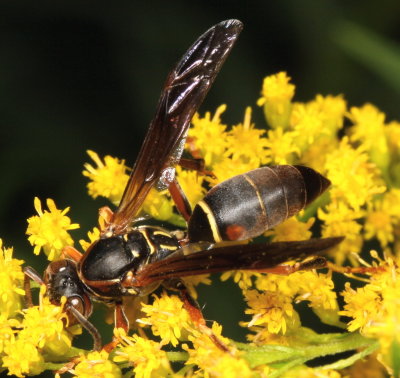 Northern Paper Wasp