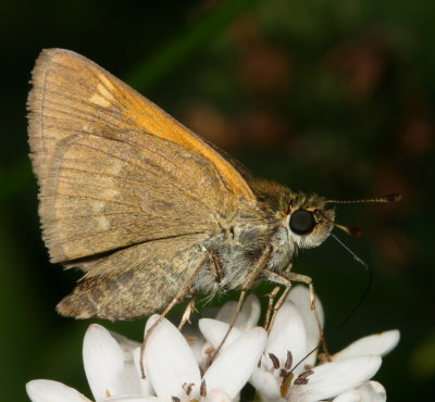 Tawny-edged Skipper